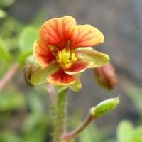 Chamaecrista absus (L.) H.S.Irwin & Barneby